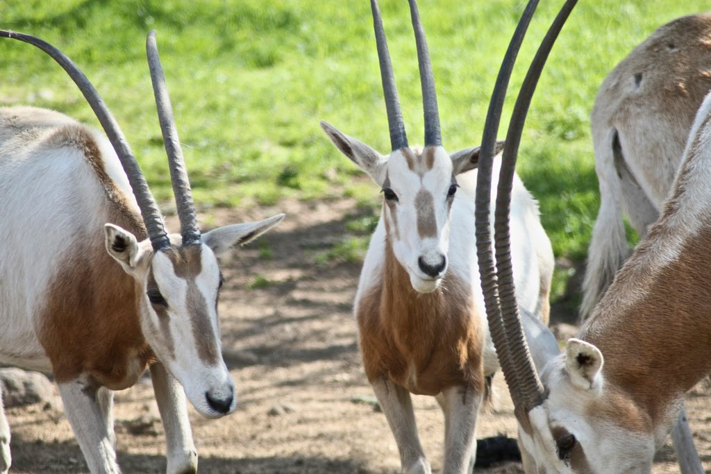 Wildlife In Tunisia Tourism Tunisia