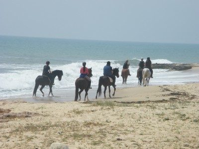 horse tunisia
