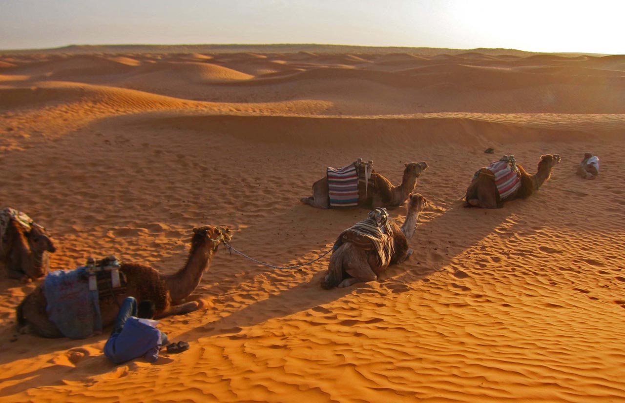 Camels and Dunes, Ksar Ghilane