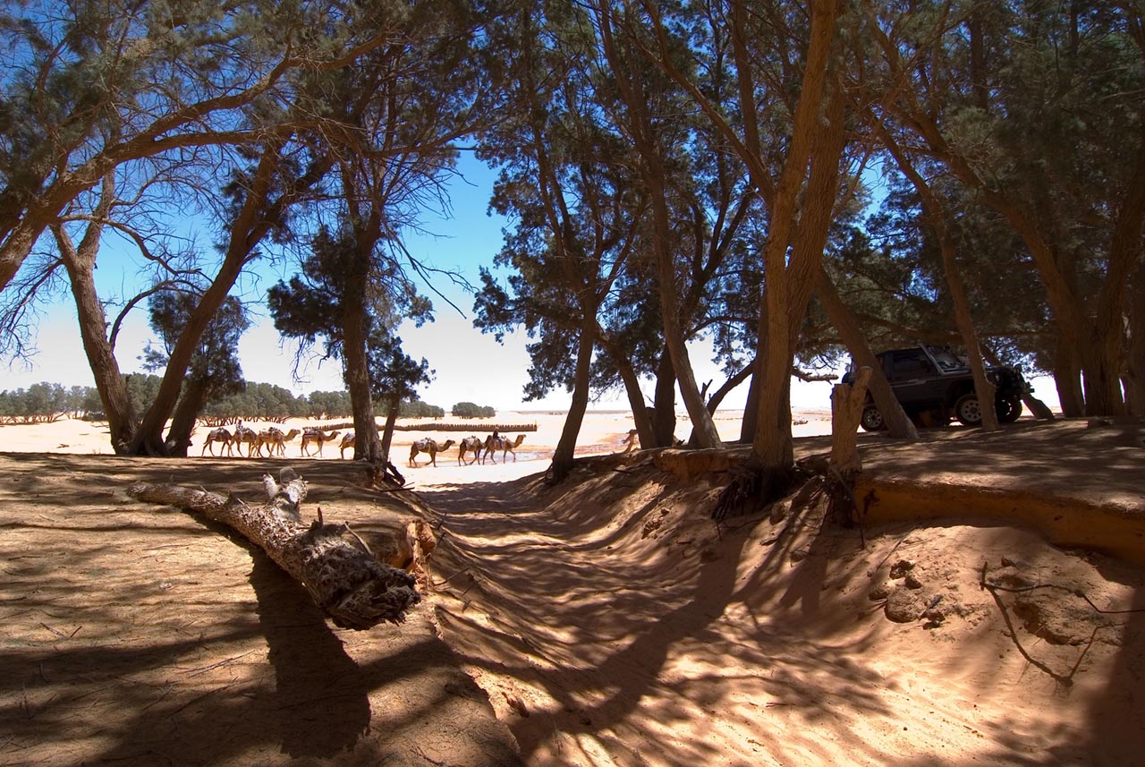 Ksar Ghilane Oasis